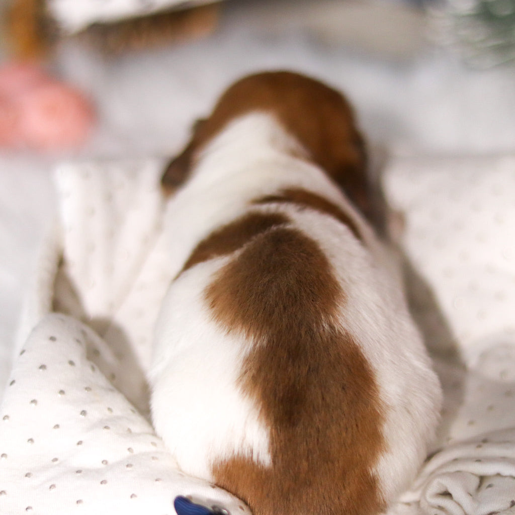 Edwin - Available 3/19