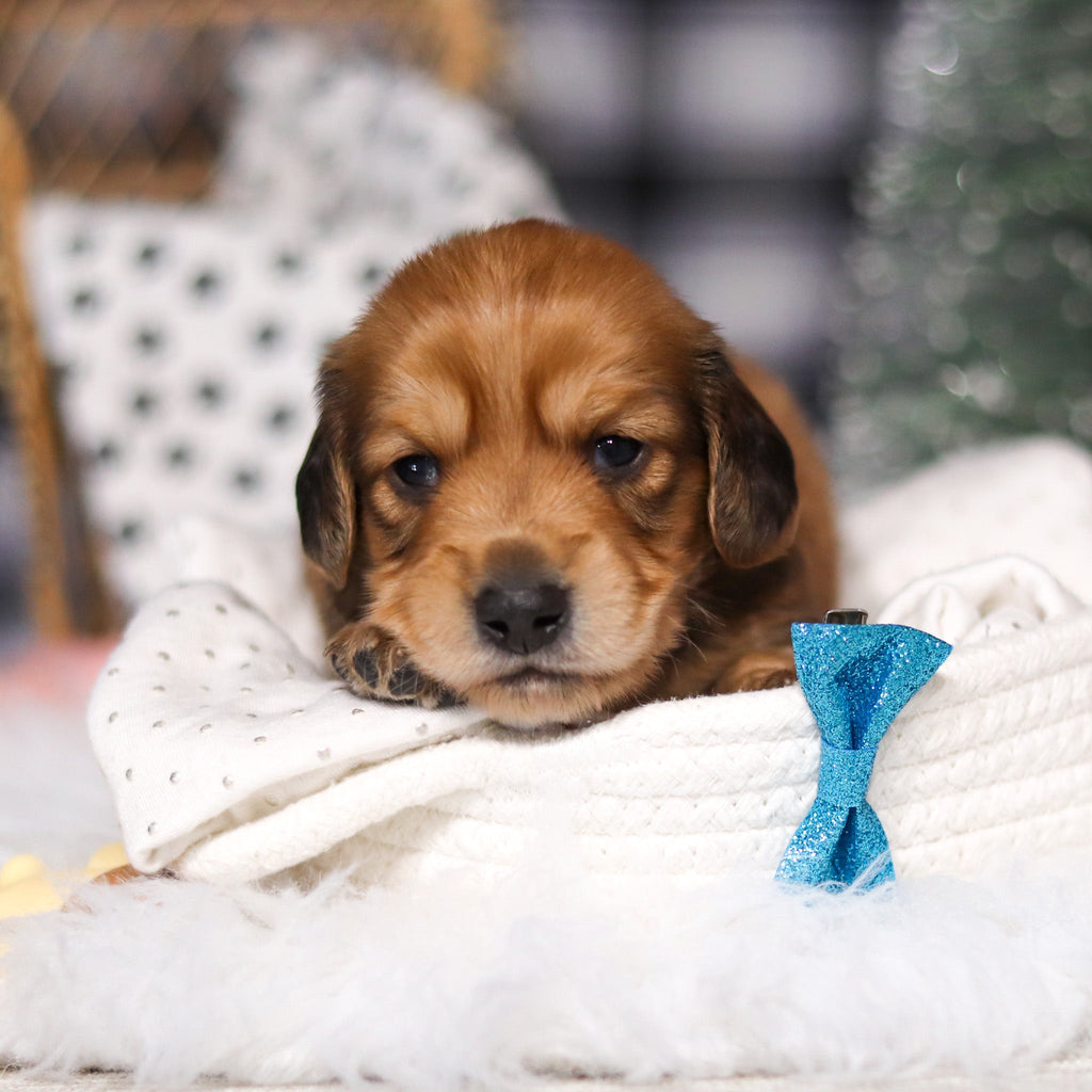 Glen - Available 3/19