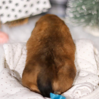 Glen - Available 3/19