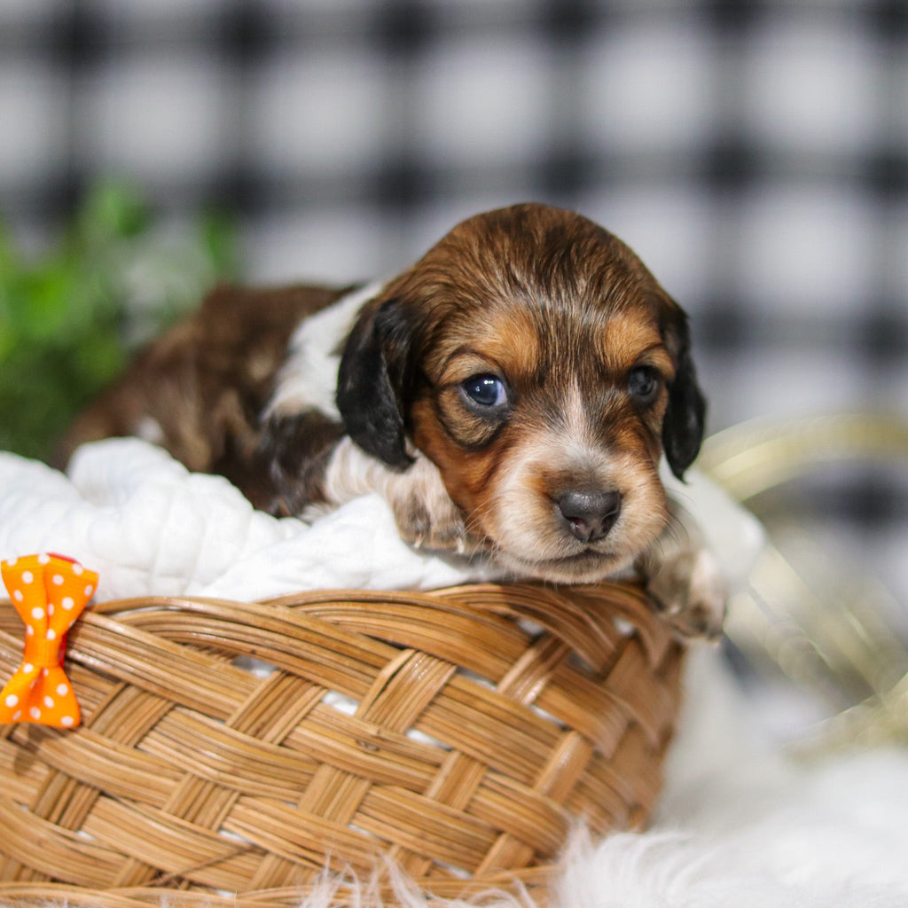 Milton Pre-Trained - Available 6/8