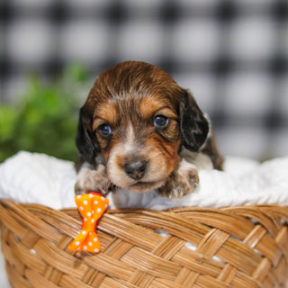 Milton - Available Now