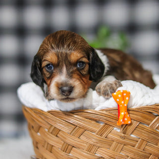 Milton Pre-Trained - Available 6/8