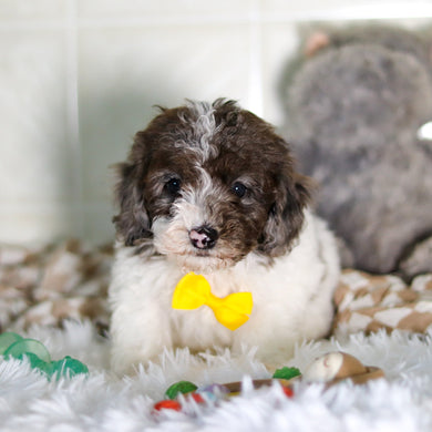 Fletcher - Available Now