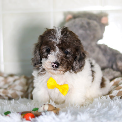 Fletcher - Available Now