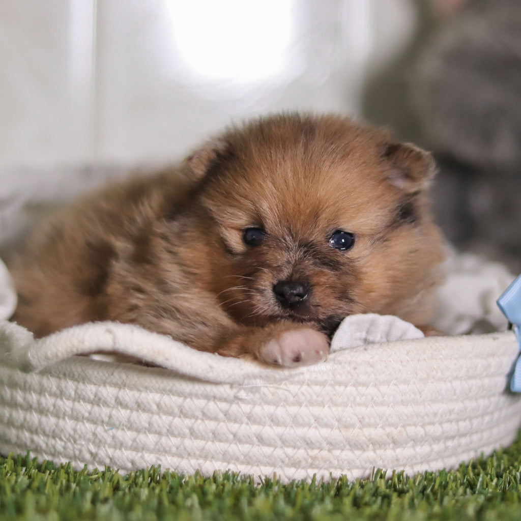 Veronica - Available 2/25