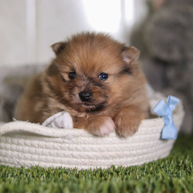 Veronica - Available 2/25