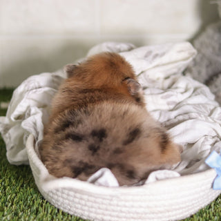 Veronica - Available 2/25