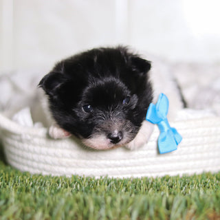 Pongo - Available Now