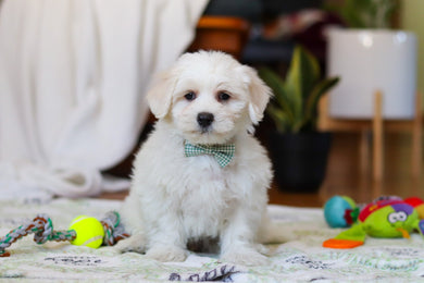 Riley - Available Now