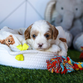 Noah - Available 2/26