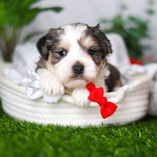 Zuri - Available 2/19