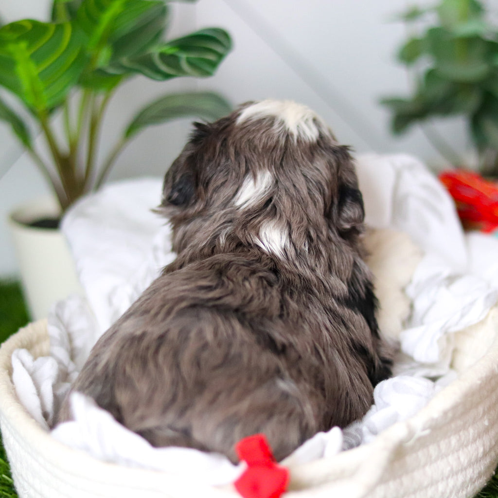 Zuri - Available 2/19