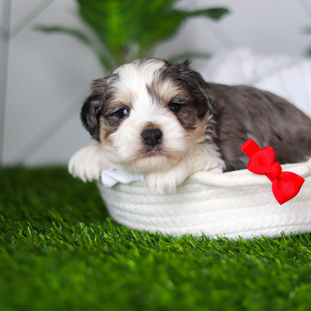 Zuri - Available 2/19