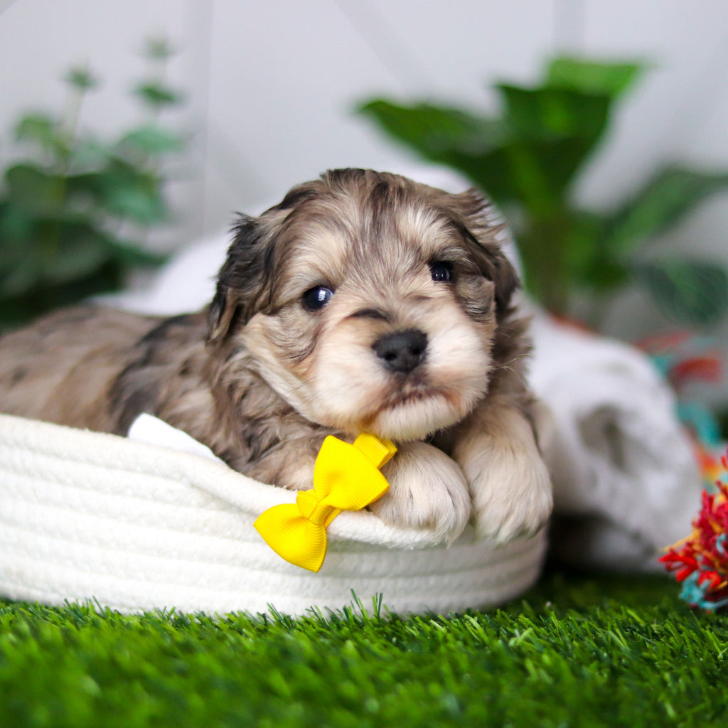 Hughes - Available 2/19