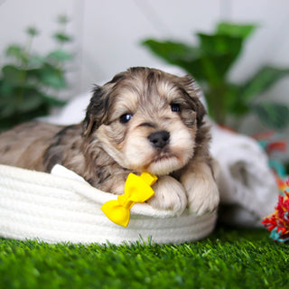 Hughes - Available 2/19