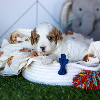 Nolan - Available 2/26