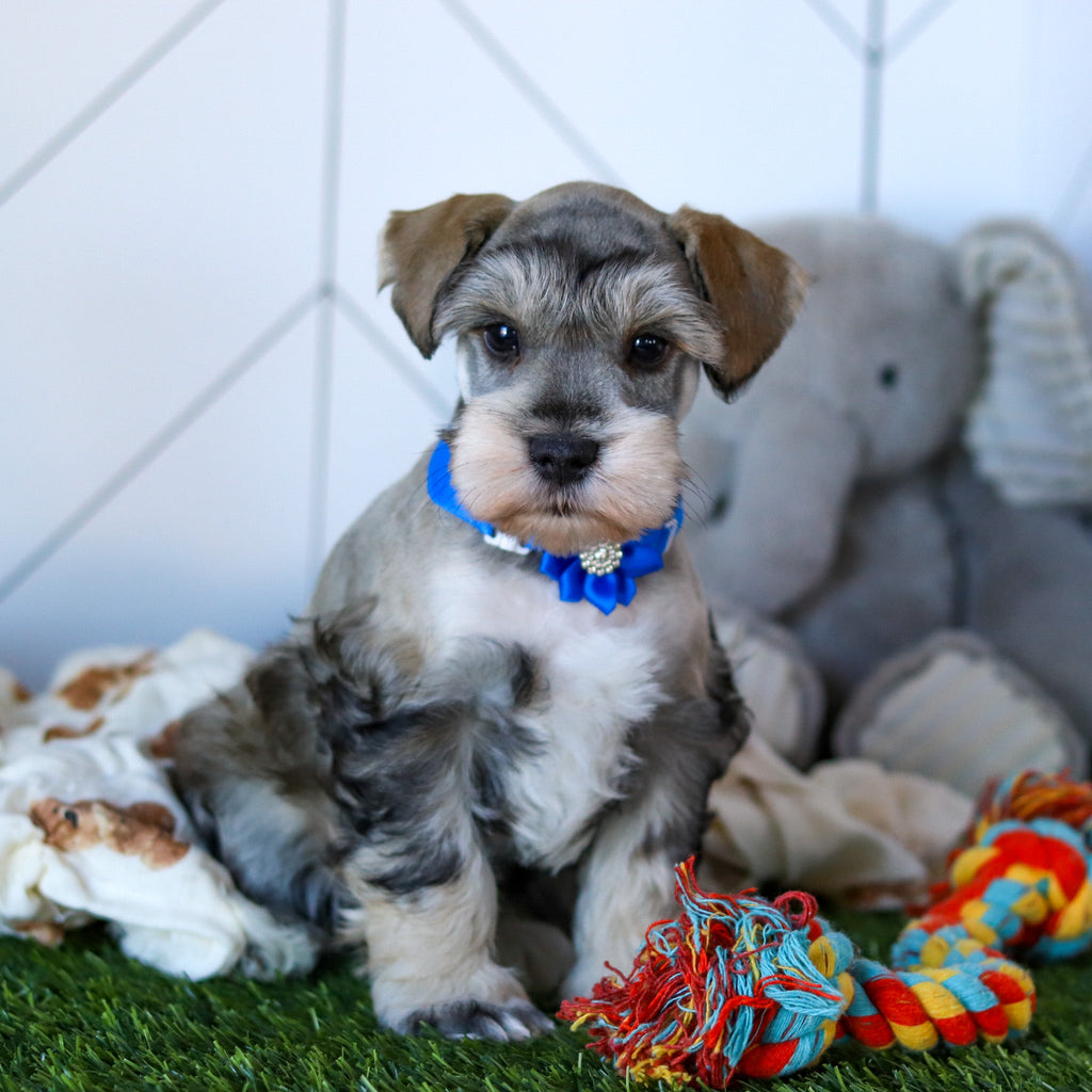 Colson - Available Now