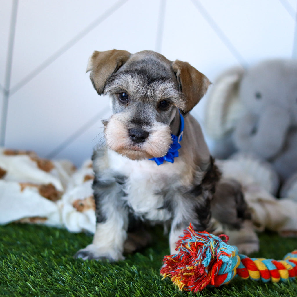 Colson - Available 2/19