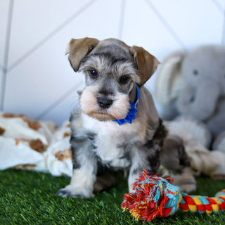 Colson - Available Now