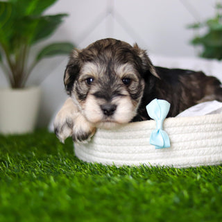 Colson - Available 2/18