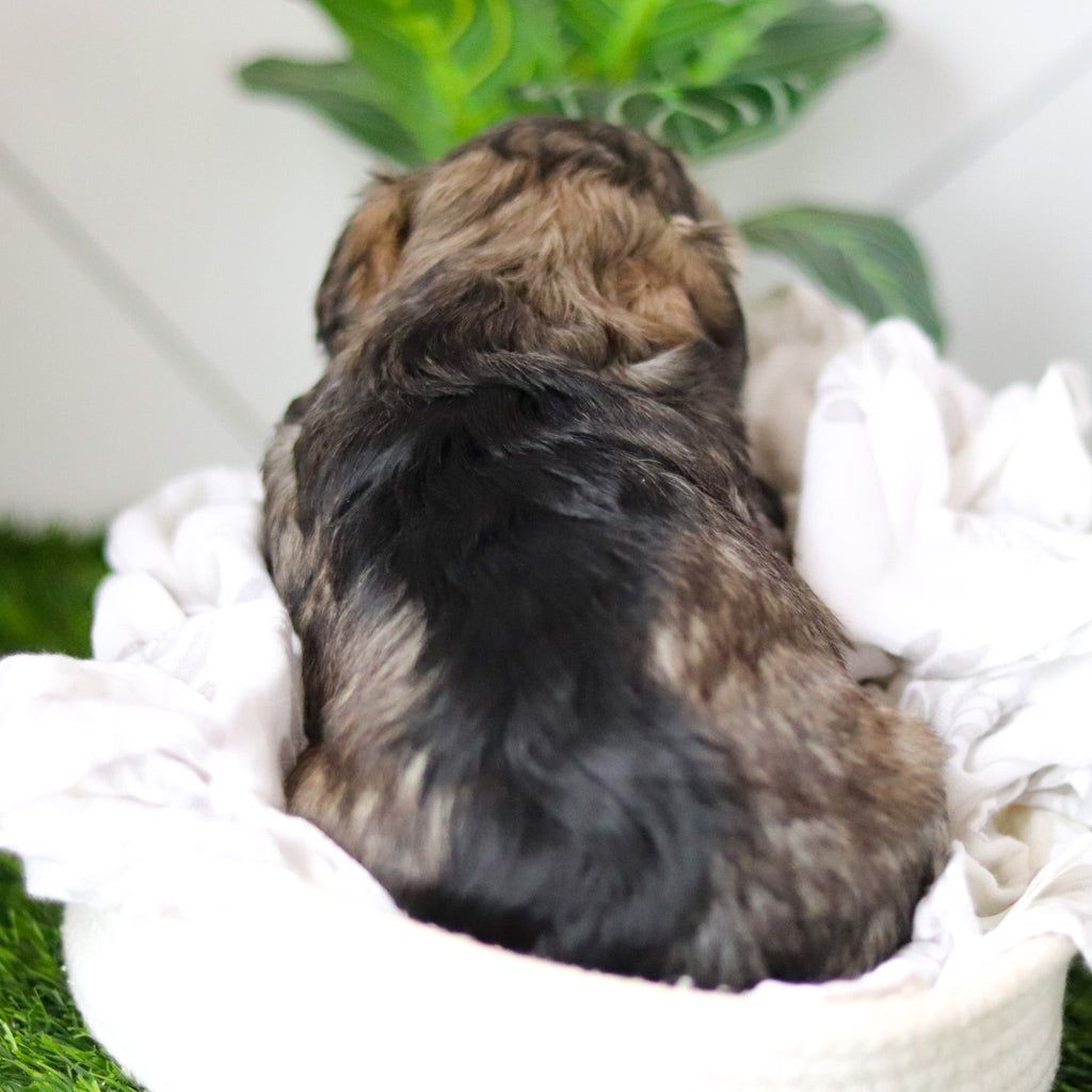 Colson - Available 2/19