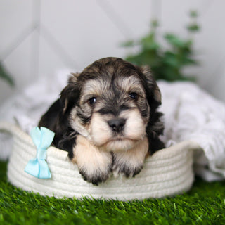 Colson - Available Now