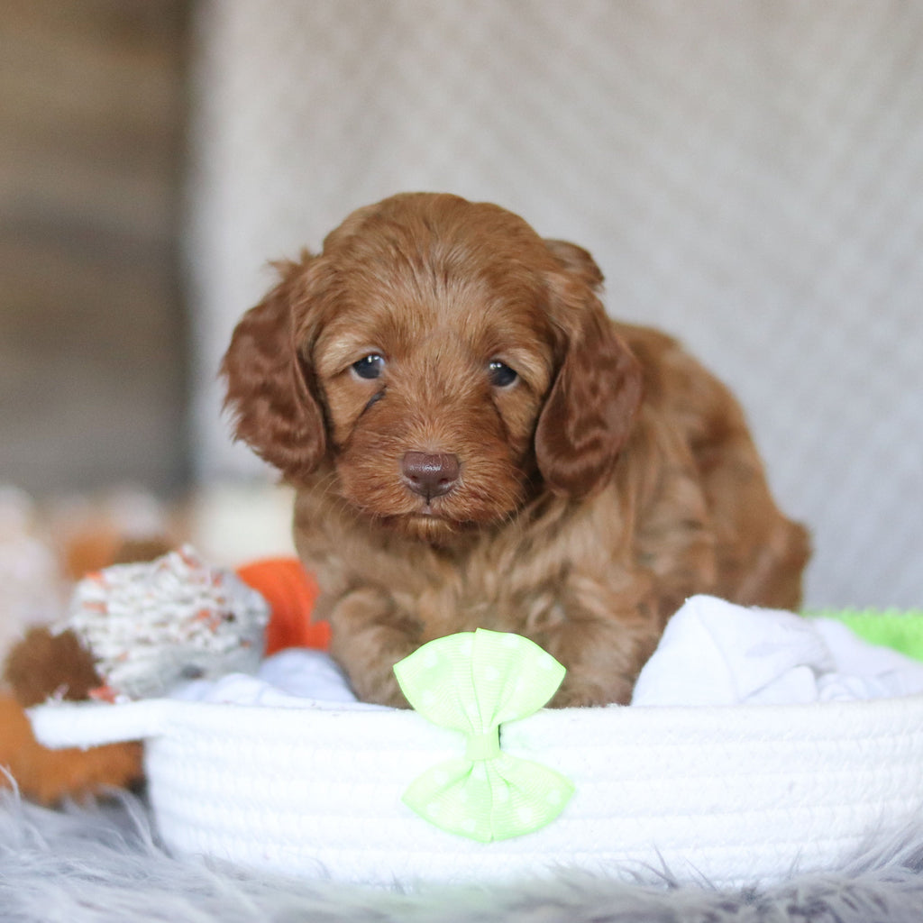 Eddie - Available 5/7