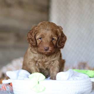 Eddie - Available 5/7