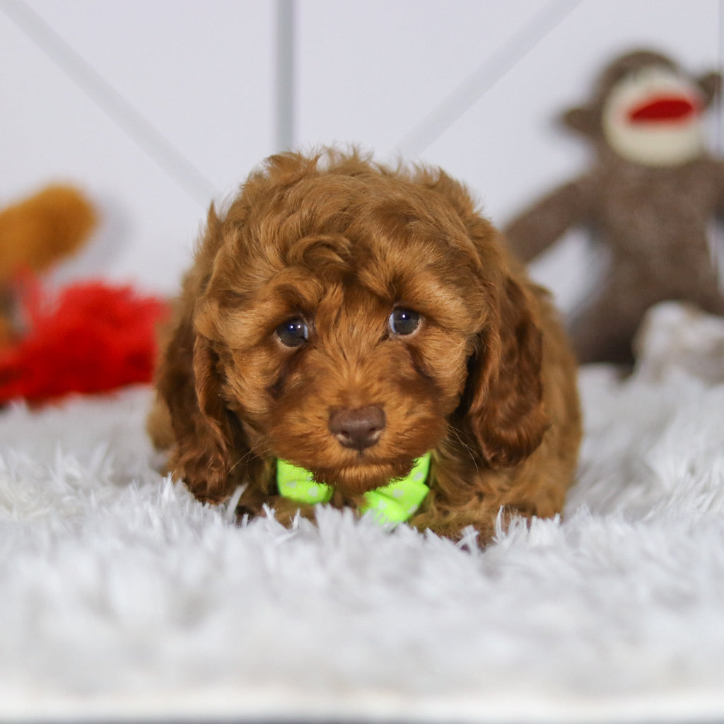 Eddie - Available 5/7