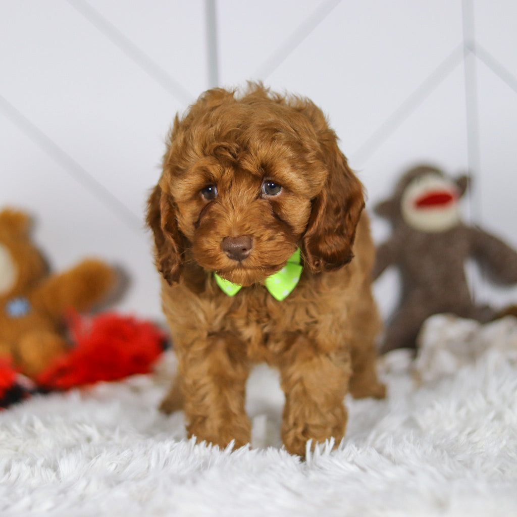 Eddie - Available 5/7
