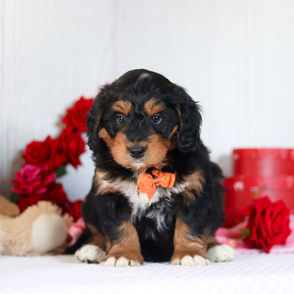 Nigel - Available 2/26