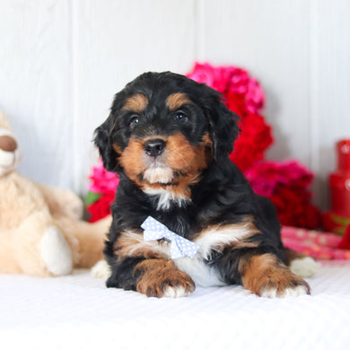 Nash - Available 2/26