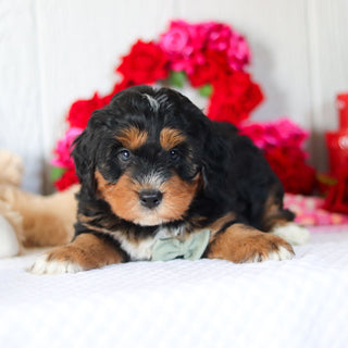 Noble - Available 2/26