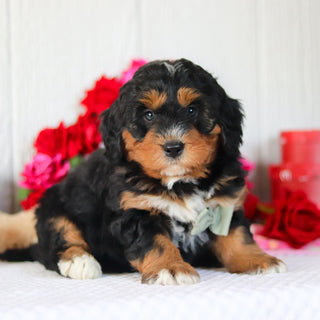 Noble - Available 2/26