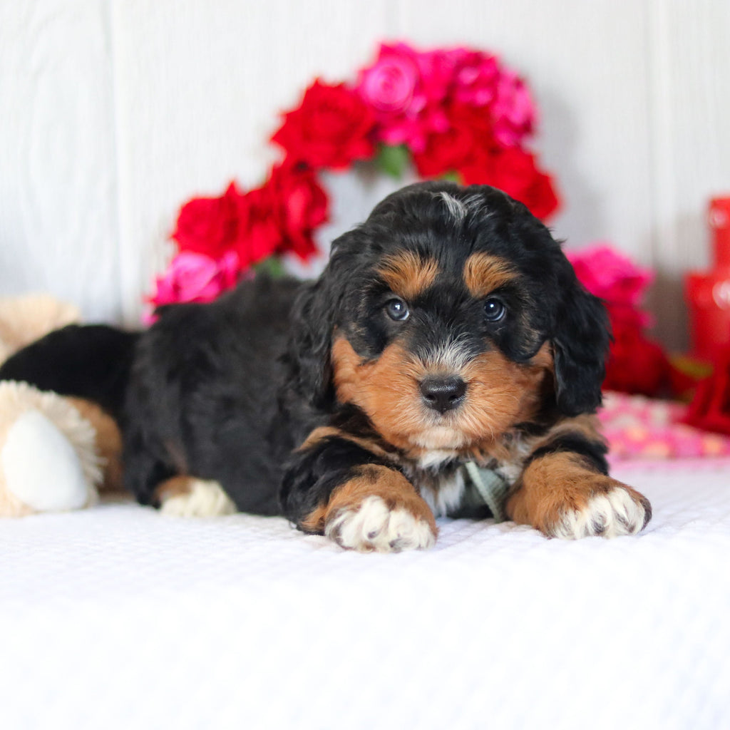 Noble - Available 2/26