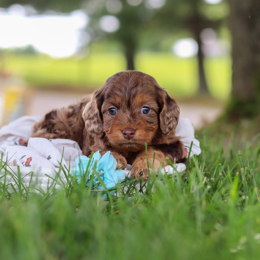 Pippin - Available Now