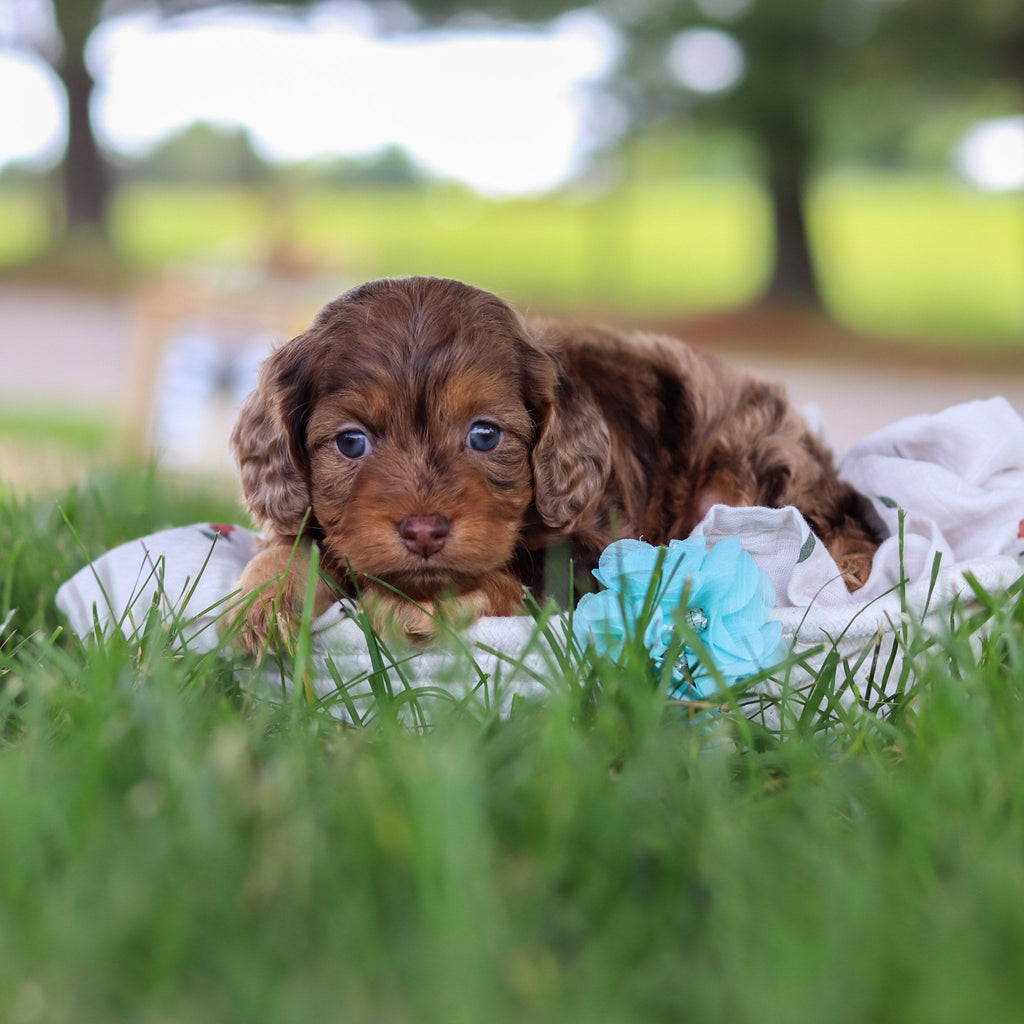 Pippin - Available Now