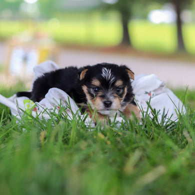 Wesley - Available 7/9
