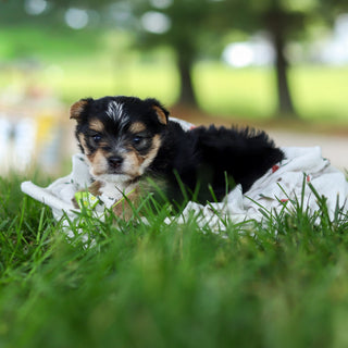 Wesley - Available 7/9
