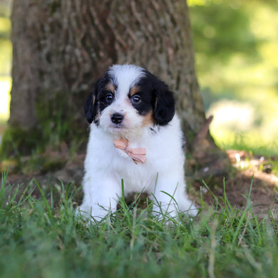 Hank - Available 7/9