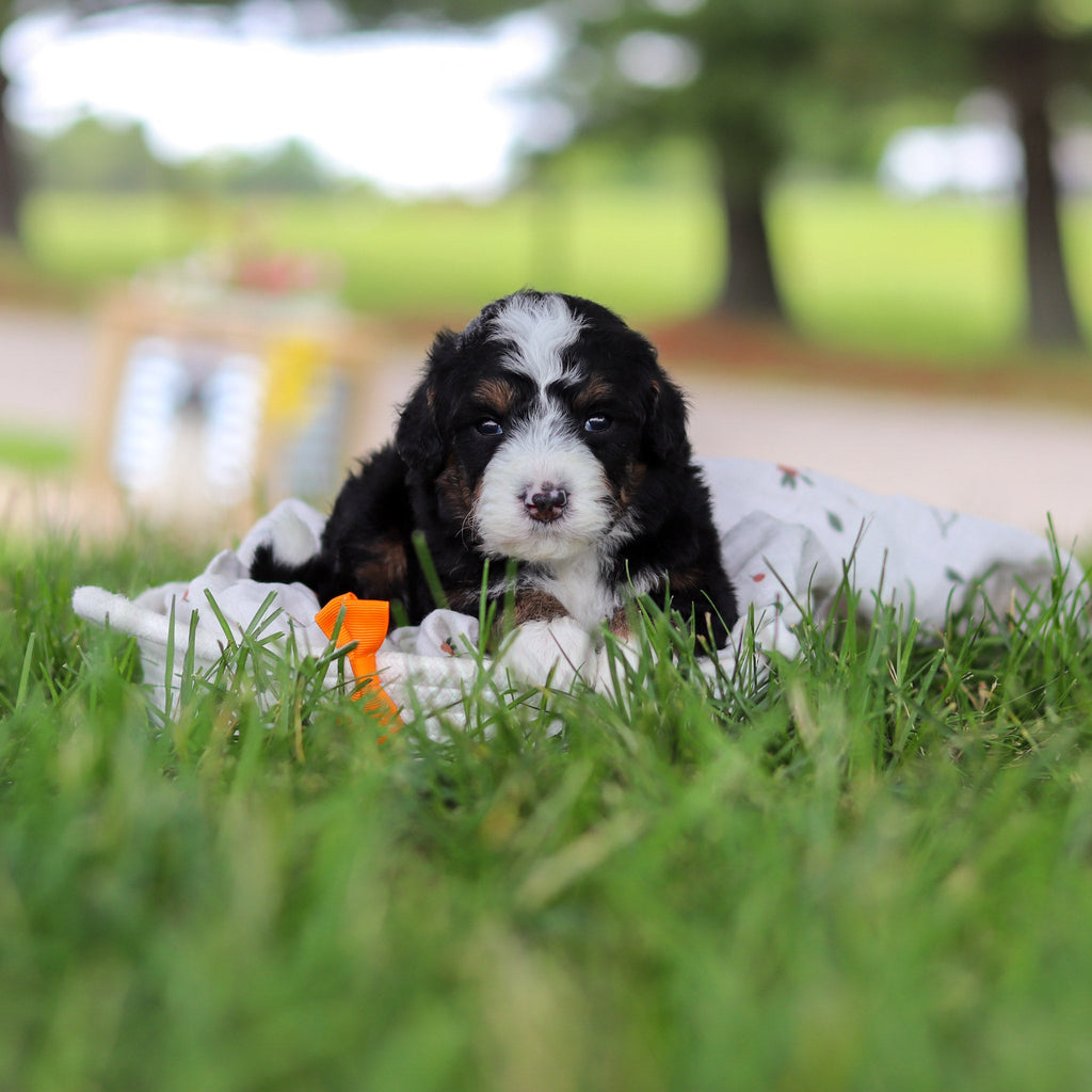 Harrison - Available 7/9