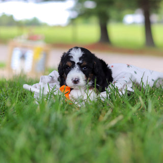 Harrison - Available 7/9