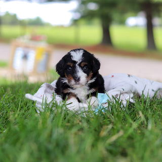 Harvey - Available 7/9