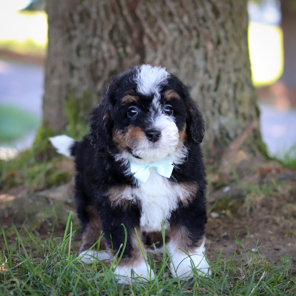 Harvey - Available 7/9