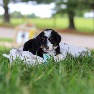 Harvey - Available 7/9