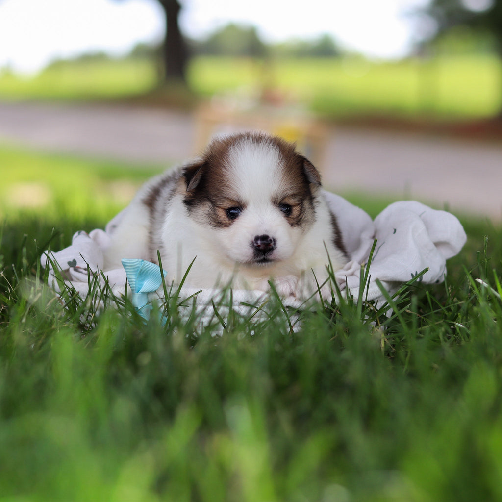Lenny - Available Now