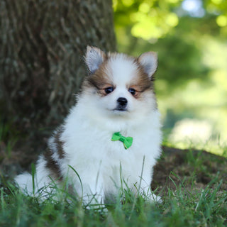 Lenny - Available Now