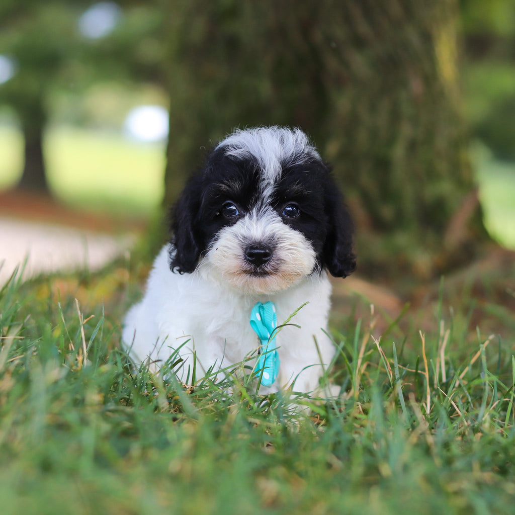 Tank - Available Now