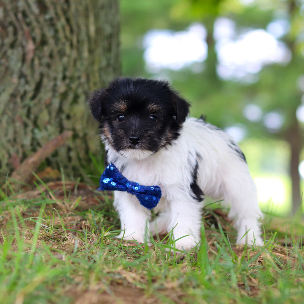 Stanley - Available 7/16