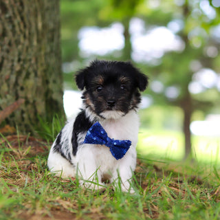 Stanley - Available 7/16